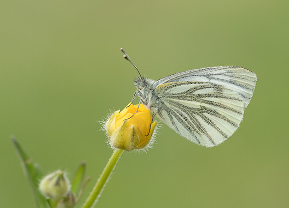 Green-veined White
