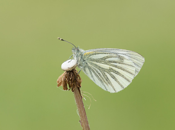 Green-veined White