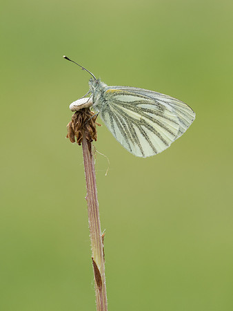 Green-veined White