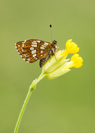Duke of Burgundy