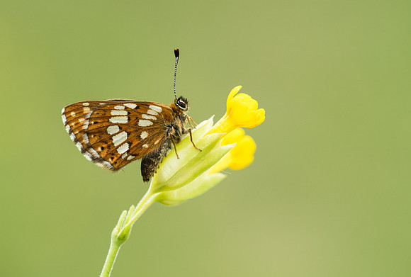 Duke of Burgundy
