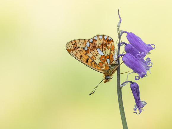 Pearl-bordered Fritillary