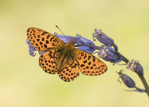 Pearl-bordered Fritillary