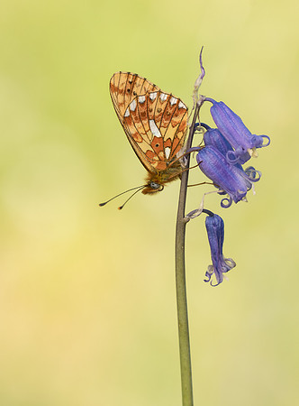 Pearl-bordered Fritillary