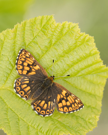 Duke of Burgundy