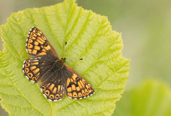 Duke of Burgundy