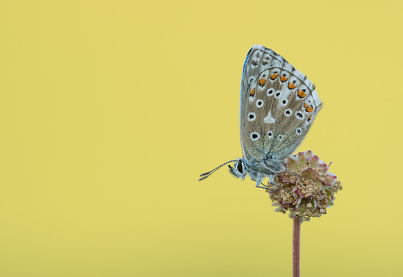 Adonis Blue