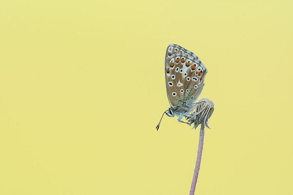 Adonis Blue