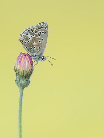Adonis Blue