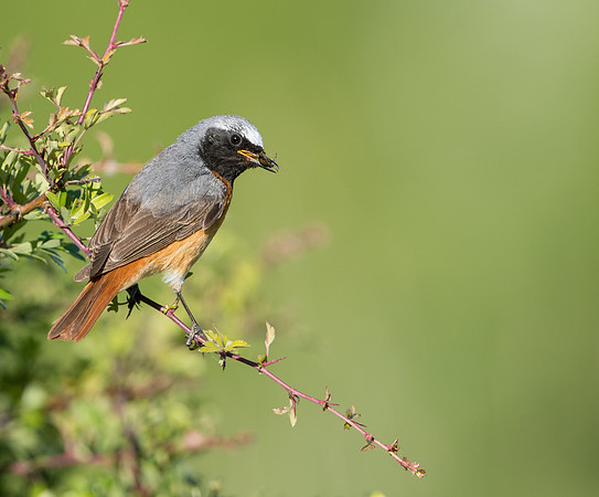 Common Redstart