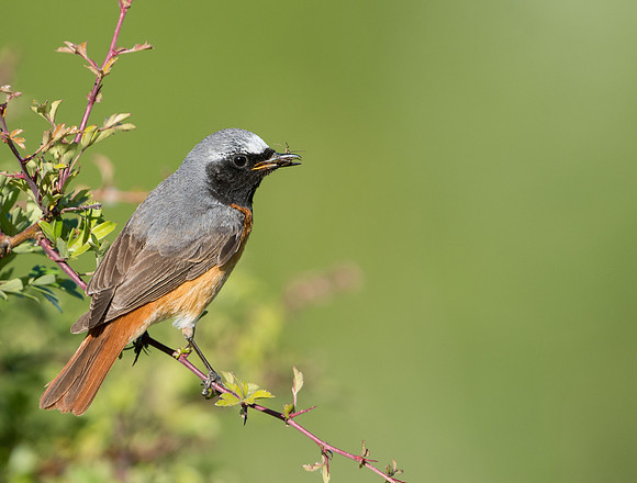 Common Redstart