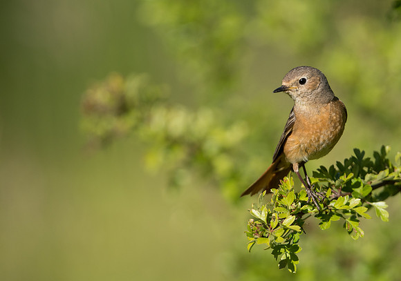 Common Redstart