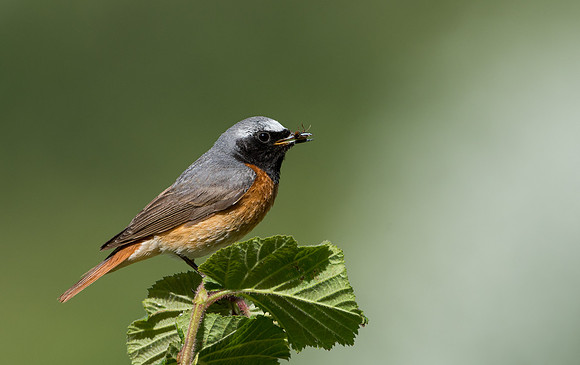 Common Redstart