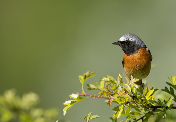Common Redstart