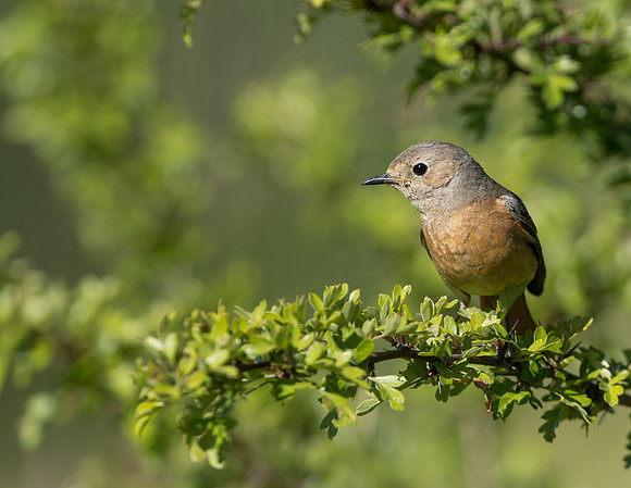 Common Redstart