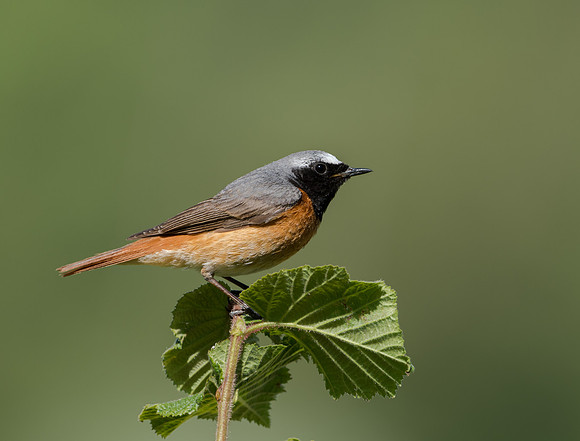Common Redstart