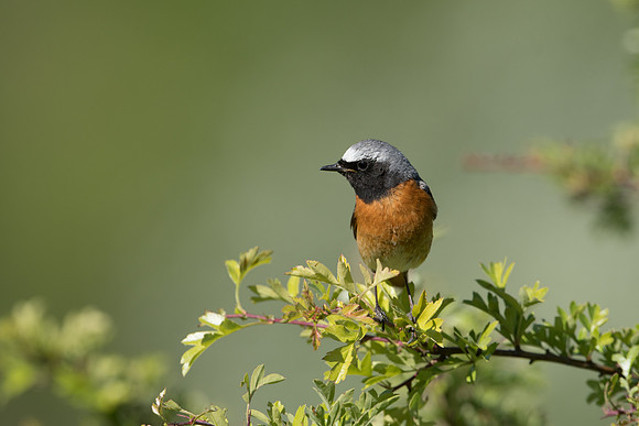 Common Redstart