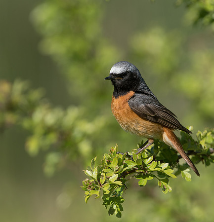 Common Redstart