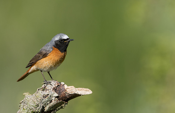 Common Redstart