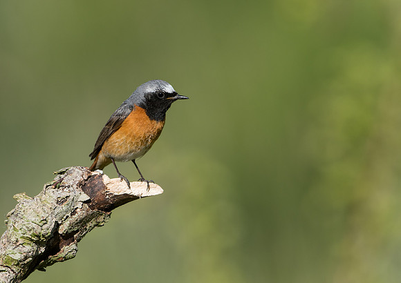 Common Redstart