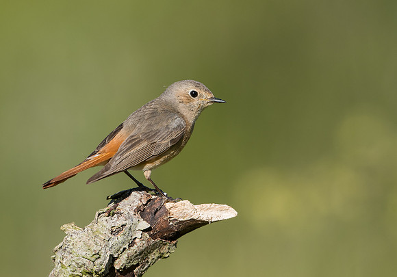 Common Redstart
