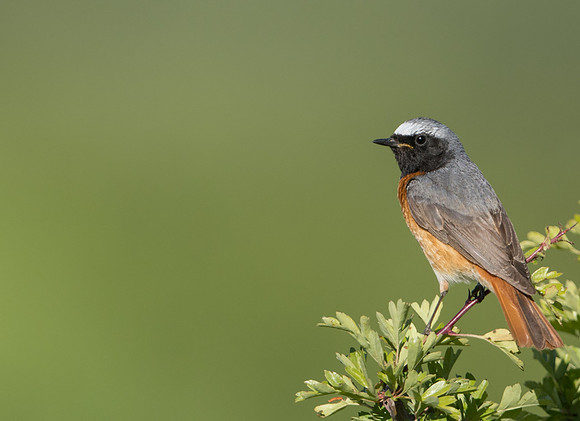 Common Redstart