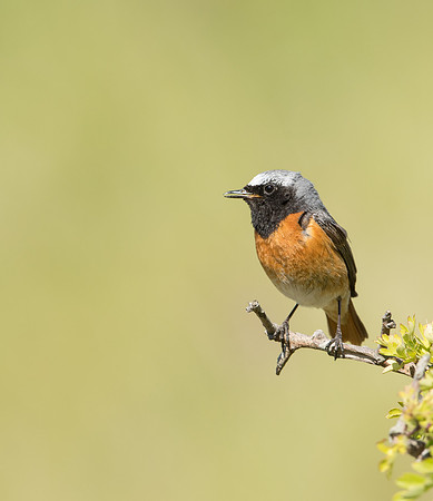 Common Redstart