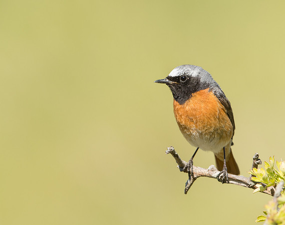 Common Redstart