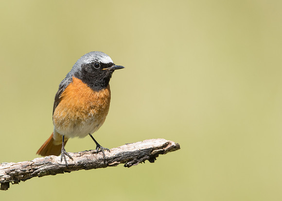 Common Redstart