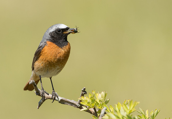 Common Redstart