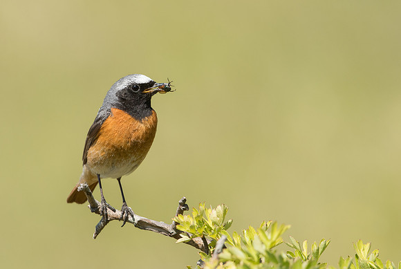 Common Redstart