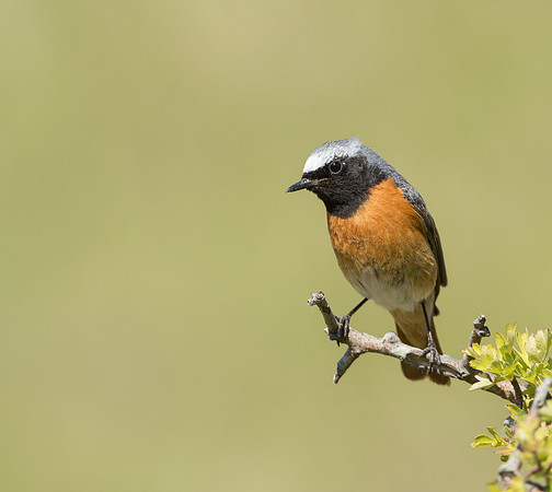 Common Redstart