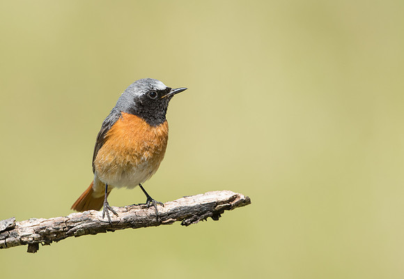 Common Redstart