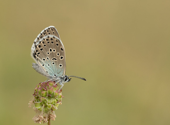 Large Blue