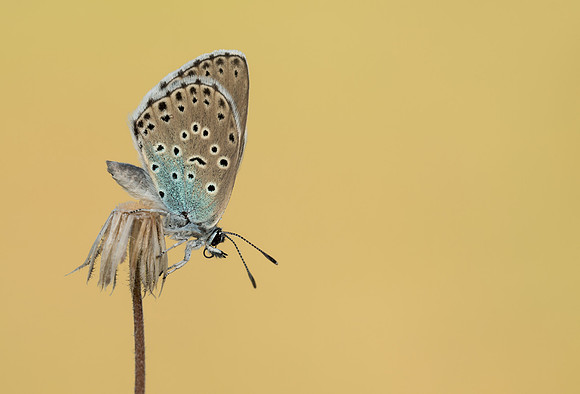 Large Blue