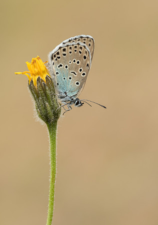 Large Blue