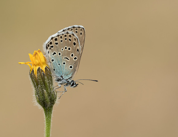 Large Blue