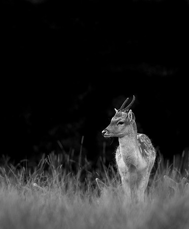 Fallow Deer