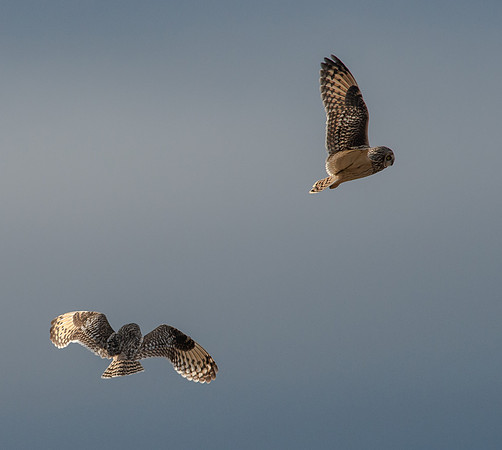 Short-eared Owl