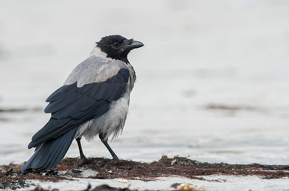 Hooded Crow