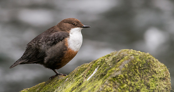 Dipper