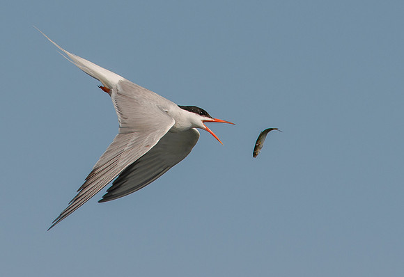 Common Tern