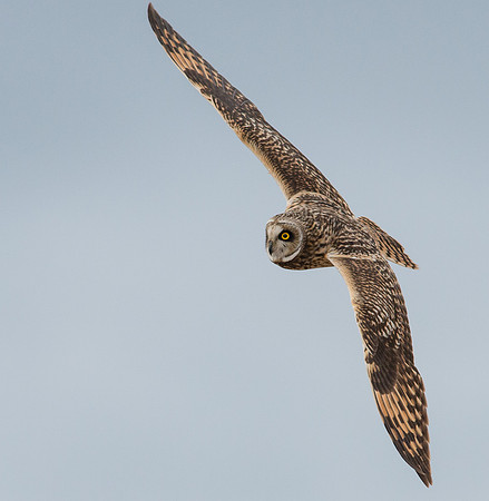 Short-eared Owl