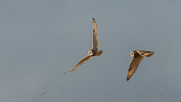 Short-eared Owl