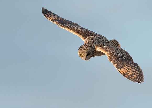 Short-eared Owl