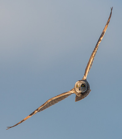 Short-eared Owl