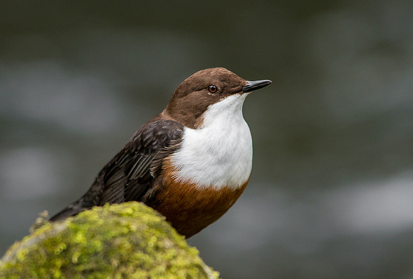 Dipper
