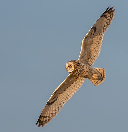 Short-eared Owl
