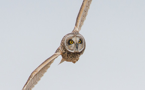 Short-eared Owl