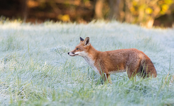 Fox